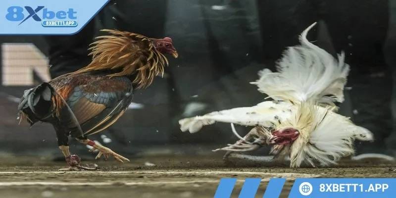 Khám Phá nhà cái 8xbet.lat – Cổng Cá Cược An Toàn Và Hấp Dẫn
