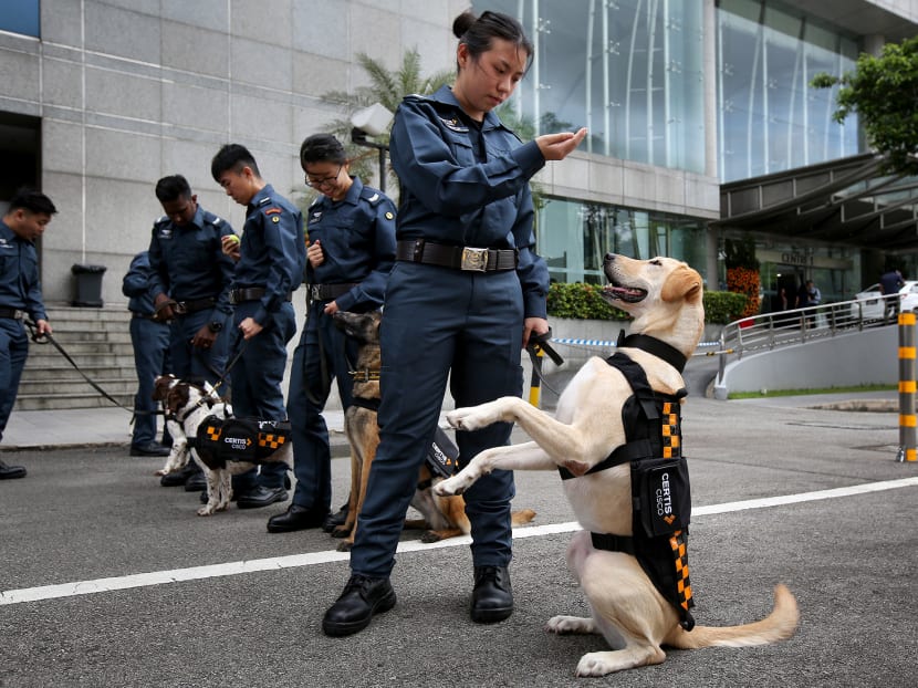 fun88 world cup - Cách mạng hóa mức ứng dụng cai chữa chó cưng của mình