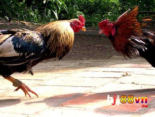 xsmb 888 - Hành Trình Cá Cược Đẳng Cấp