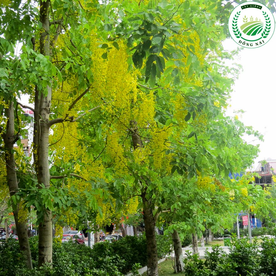 Khám Phá giá xe máy honda vision hôm nay – Cơ Hội Đầu Tư Hấp Dẫn