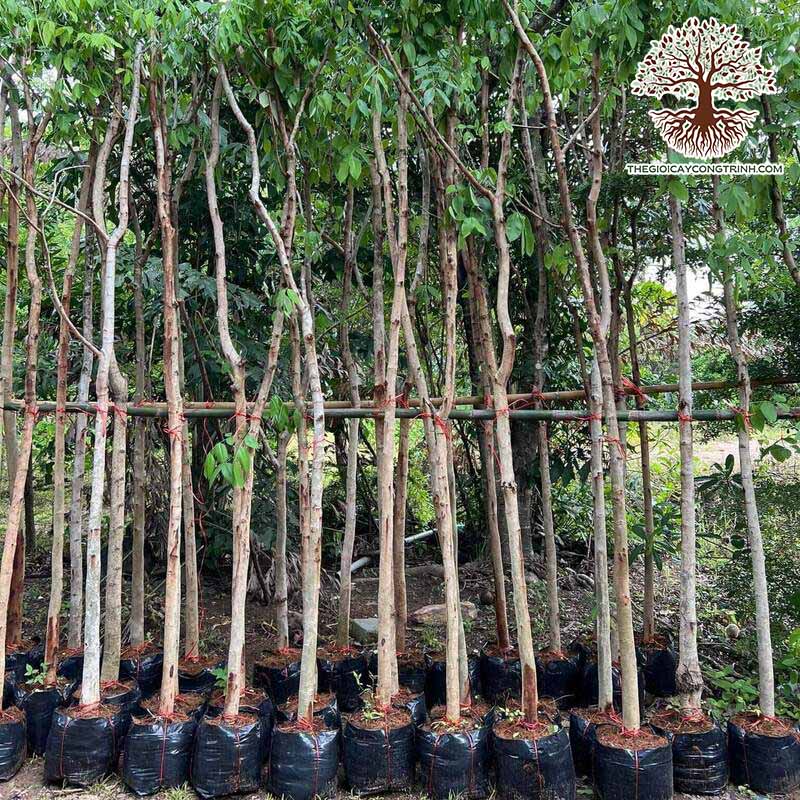 Khám Phá giá xe máy honda vision hôm nay – Cơ Hội Đầu Tư Hấp Dẫn