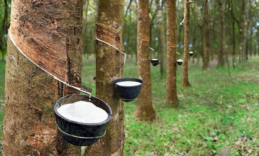 Khám Phá giá xe máy honda vision hôm nay – Cơ Hội Đầu Tư Hấp Dẫn