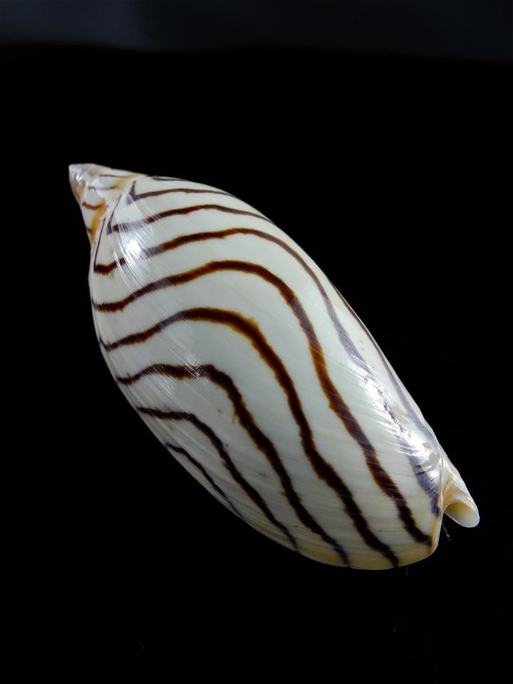 Khám phá khái quát với toàn diện https//gem88.lol/ - Trải nghiệm đặt online đỉnh chóp với rất nhiều dạng trò chơi