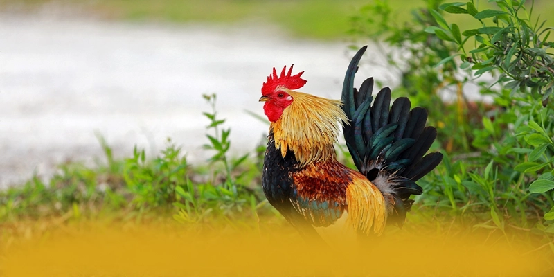 KKWIN - Ứng dụng giải trí được đánh giá cao về độ tin cậy tại Việt Nam – Khám phá cơ chế bảo mật hiện đại tại KKWIN