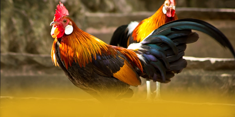 
Khám phá thế giới của NK88 - Sân chơi được yêu thích nhất được quan tâm
