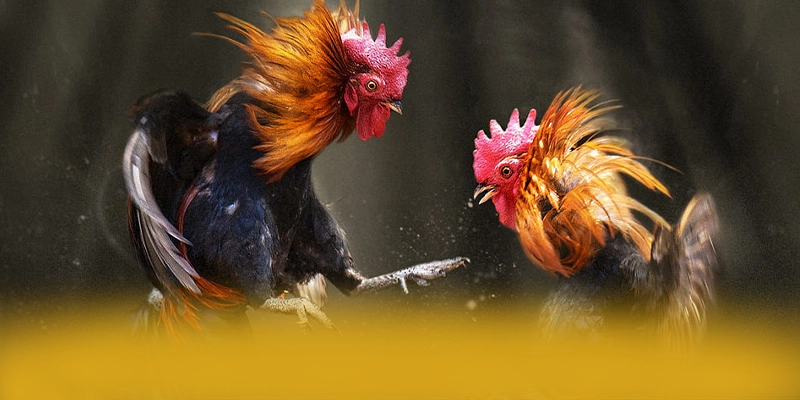 
Giới thiệu AU88 - Cổng giải trí an toàn tuyệt đối mới nhất hiện nay
