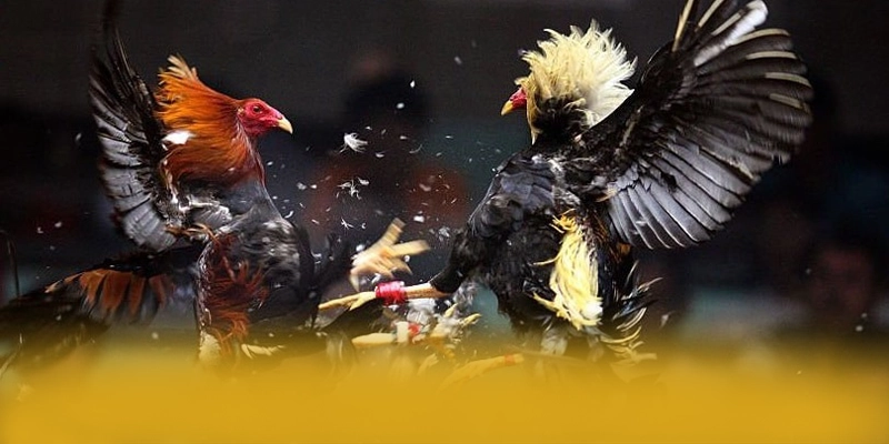 B52 - Cổng game với chính sách bảo mật hàng đầu được giới chuyên môn đánh giá cao – Tìm hiểu thêm về B52