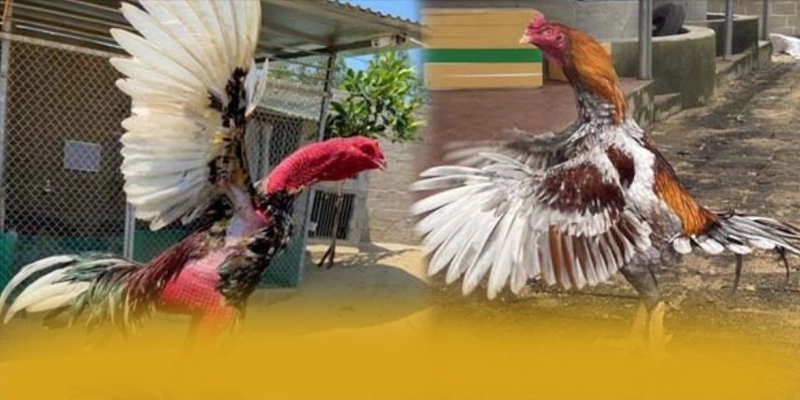 KKWIN - Sân chơi có nhiều event hấp dẫn trên thị trường – Khám phá KKWIN