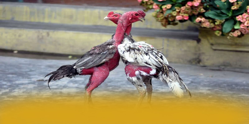 AU88 - Cổng trò chơi nhiều khuyến mãi siêu hot tại Việt Nam – Săn ngay AU88