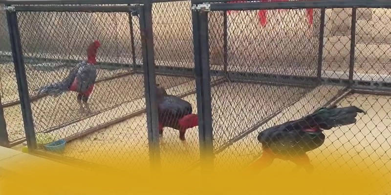 RR99 - Tóm tắt nội dung một cách chi tiết.